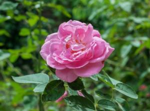 Rosa da Provença