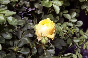 Rosa de Cobre Austríaca