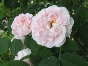 Rosa Great Maiden's Blush