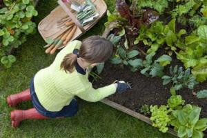 cuidados básico com jardim