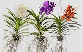 Dicas de como cuidar das orquídeas