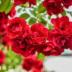 Dicas de 6 rosas para seu jardim que vão deixar muito lindo