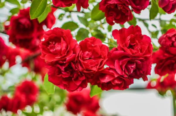 Dicas de 6 rosas para seu jardim que vão deixar muito lindo