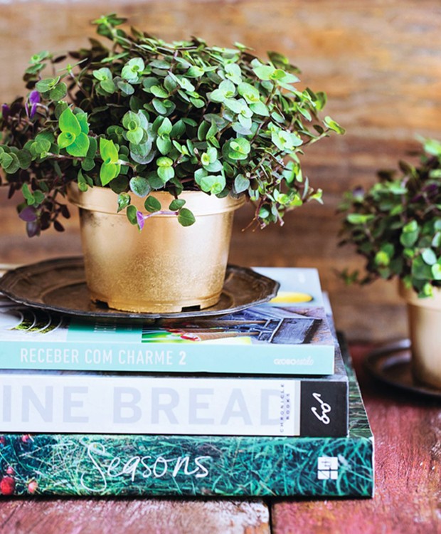 Plantas umidificadores dentro de casa deixando ambiente agradável