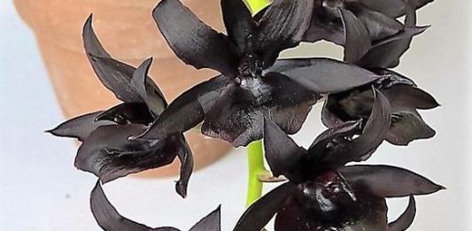 Orquídeas negras: uma planta muito linda para decorar sua casa