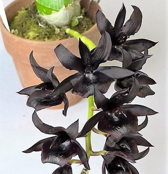 Orquídeas negras: uma planta muito linda para decorar sua casa