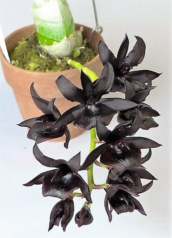 Orquídeas negras: uma planta muito linda para decorar sua casa