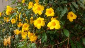 Alamanda amarela: essa planta é ideal para decorar sua casa - Dica Simples  Decoração