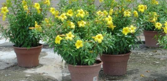 Alamanda amarela: essa planta é ideal para decorar sua casa