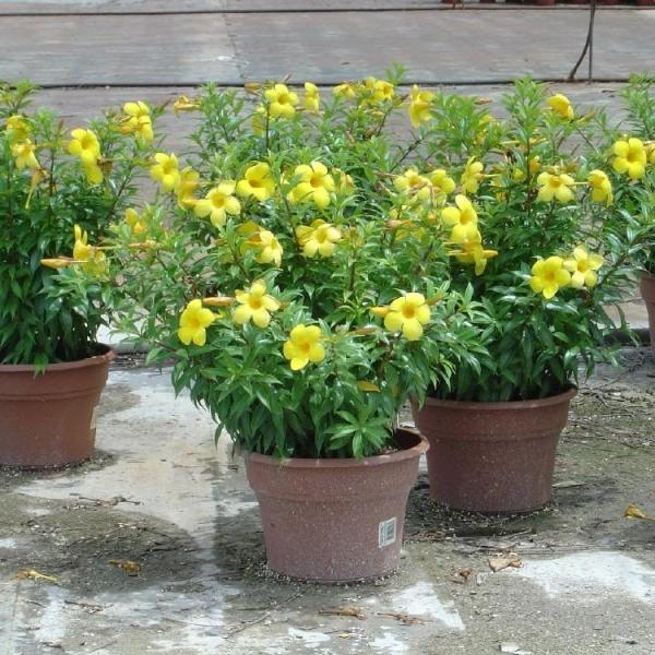 Alamanda amarela: essa planta é ideal para decorar sua casa