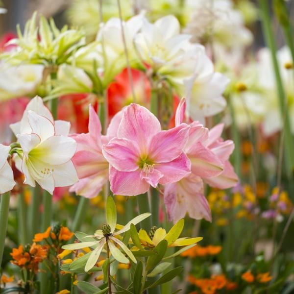 Flor amarilis: decoração do seu jardim vai ficar mais bela