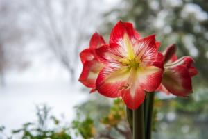 Flor amarilis