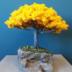 Ipê amarelo: árvore ipê pode ser ideal para decorar sua casa