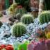 Jardim de suculentas: Quais espécies e como cultivá-las