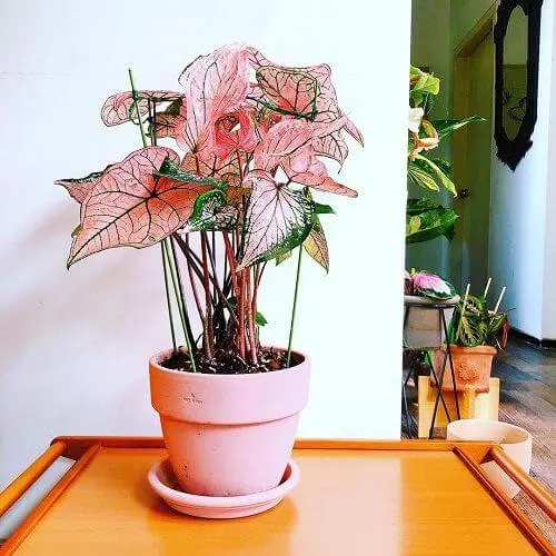 Você conhece planta caladium? Ela é linda para decoração!
