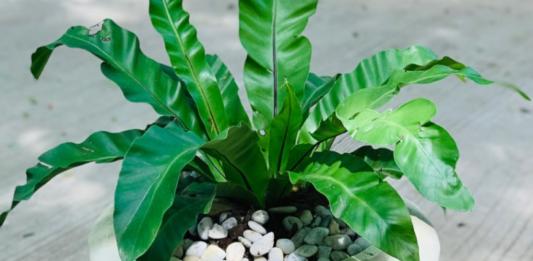 Planta Asplenium: dicas de cultivos e decoração na casa com essa planta