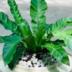 Planta Asplenium: dicas de cultivos e decoração na casa com essa planta