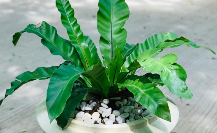 Planta Asplenium: dicas de cultivos e decoração na casa com essa planta