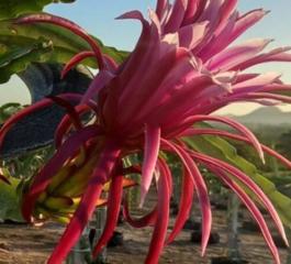 Dicas para cultivar a fruta pitaya em casa