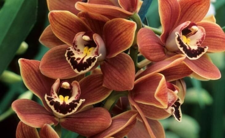 Orquídeas Cymbidium: conheça essa bela planta para decoração - Dica Simples  Decoração