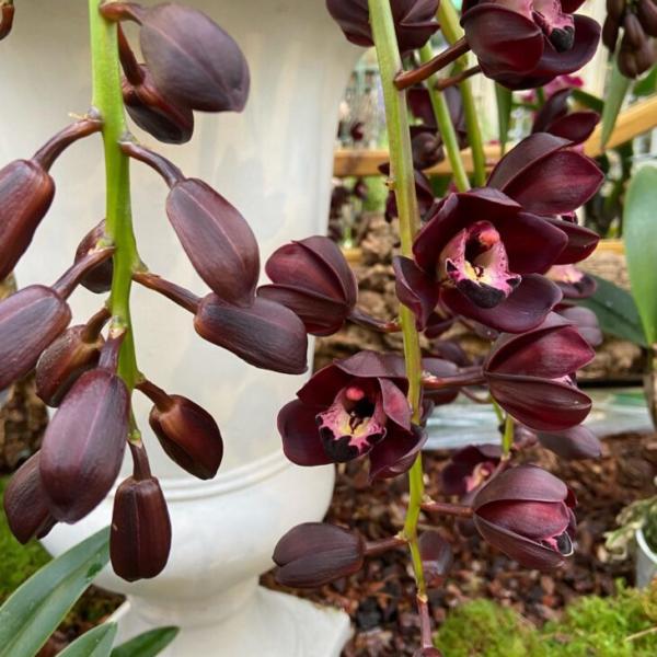 Orquídeas Cymbidium: conheça essa bela planta para decoração
